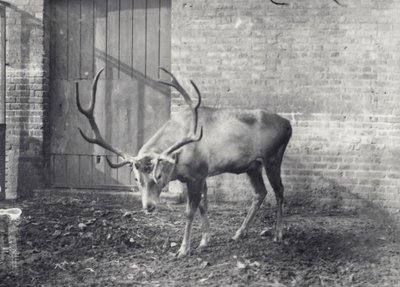 Cerf de Wallich, également connu sous le nom de Shou, cerf rouge d